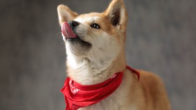 Akita Inu