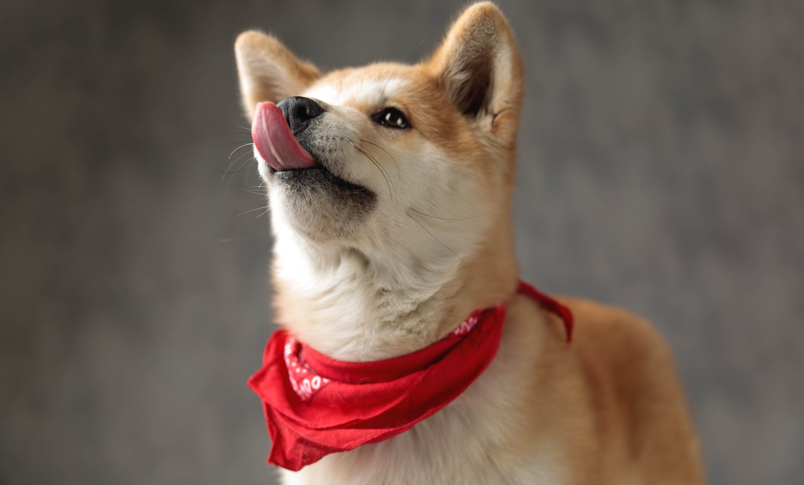 Akita Inu