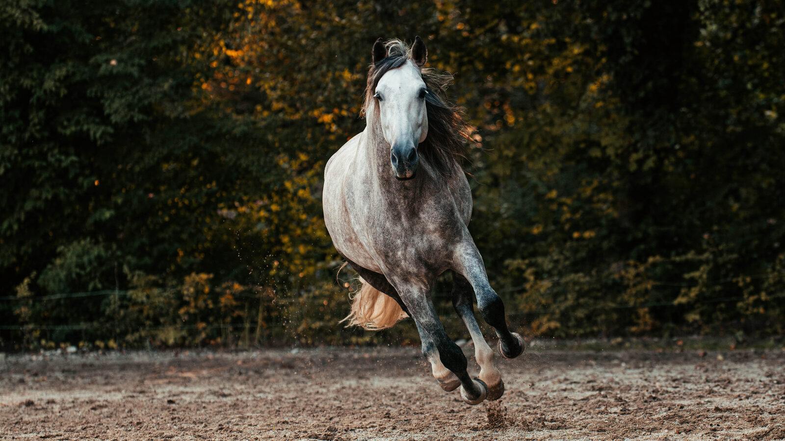 Andalusier (PRE)
