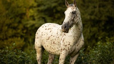 Appaloosa