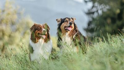 Australian Shepherd