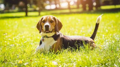 Beagle