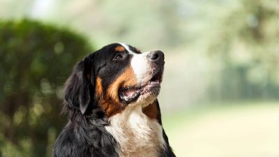 Die teuersten Hunde-OPs 2026: was sie wirklich kosten