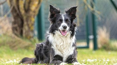 Border Collie