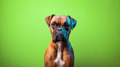 Boxer