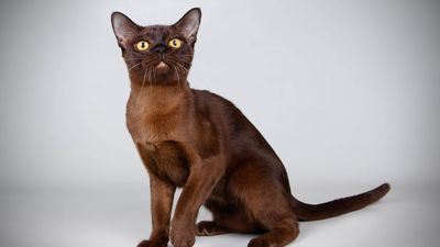 Burmese