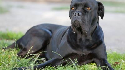Cane Corso