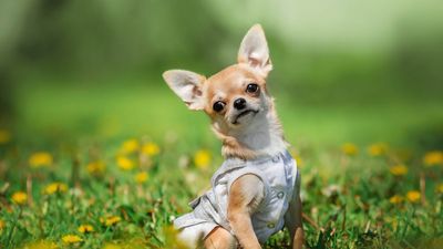 Chihuahua