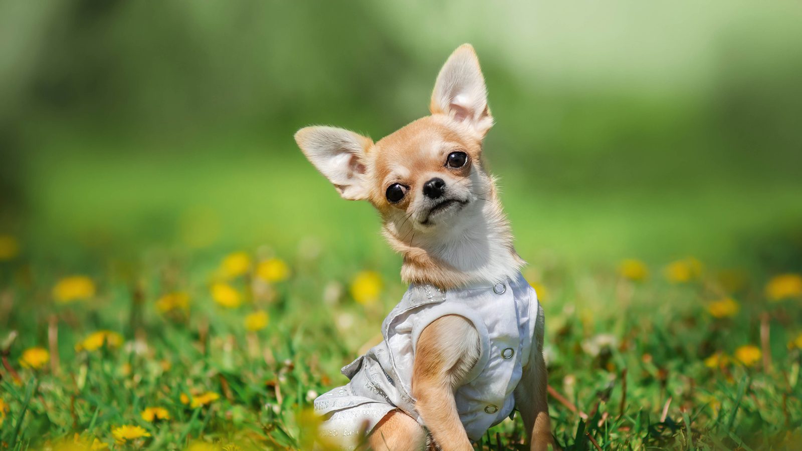 Chihuahua