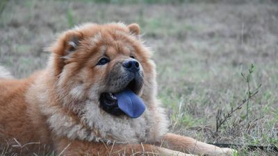 Chow Chow
