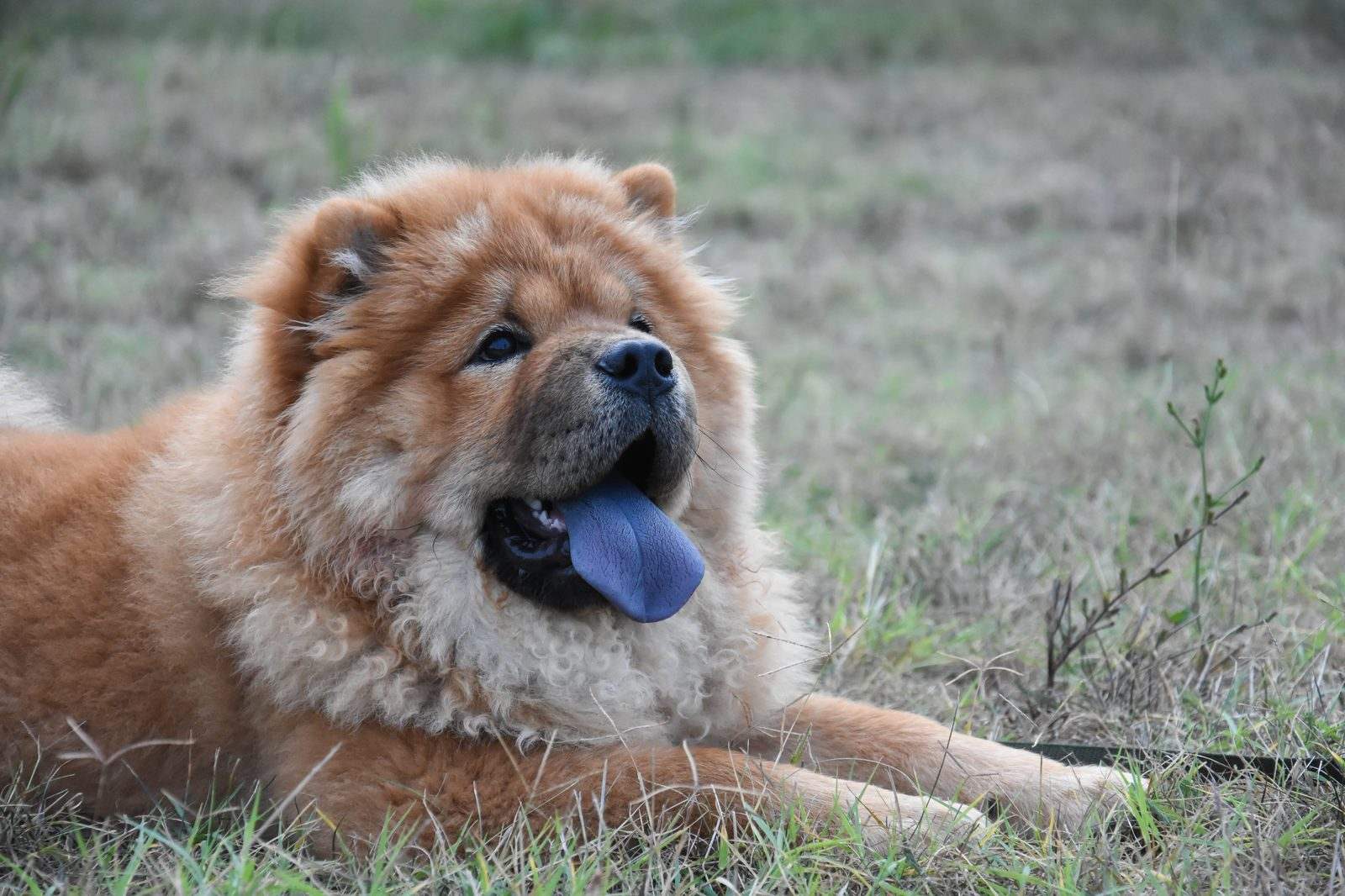 Chow Chow