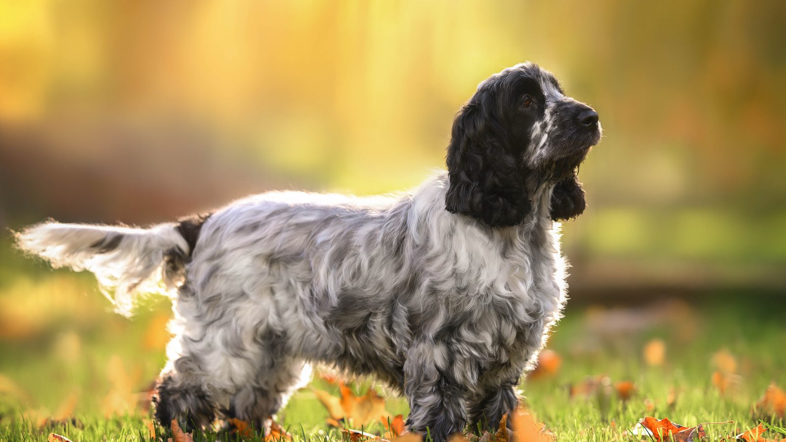 Cocker Spaniel