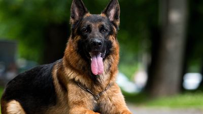 Deutscher Schäferhund