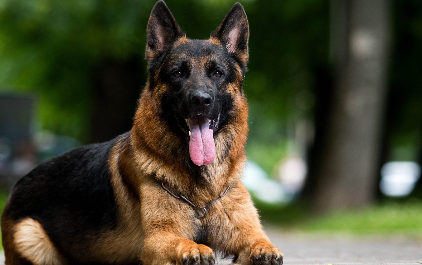 Deutscher Schäferhund