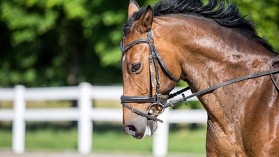 Deutsches Reitpferd / Warmblut