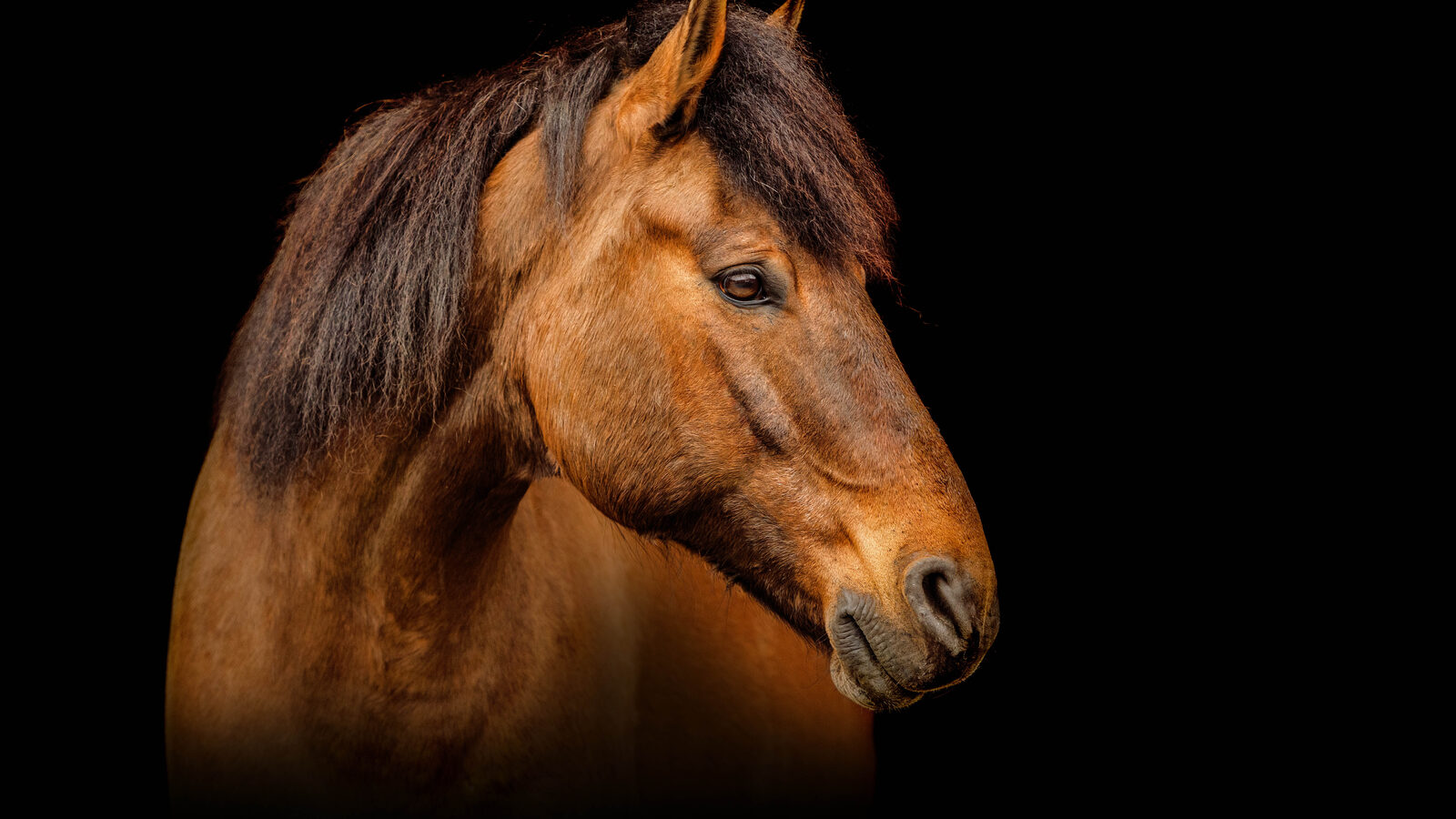 Deutsches Reitpony