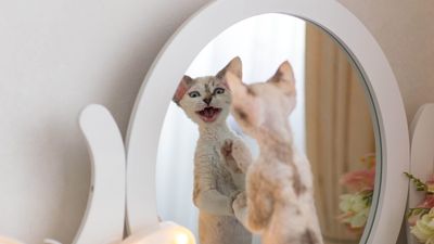 Devon Rex
