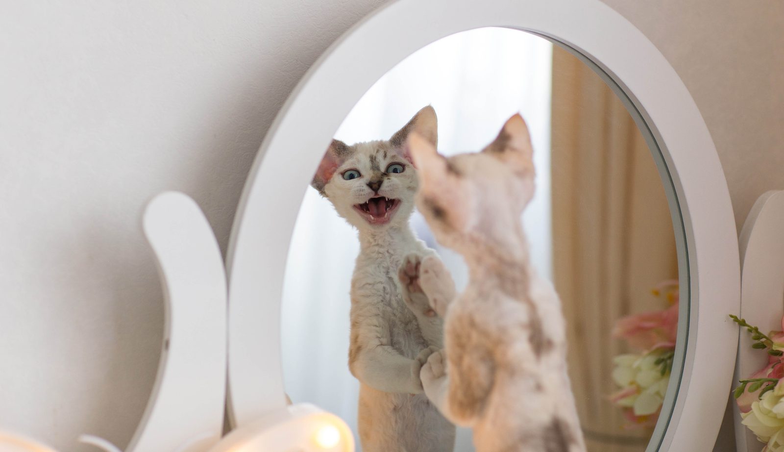 Devon Rex