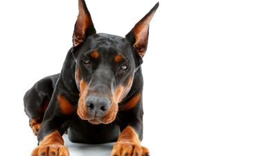 Dobermann
