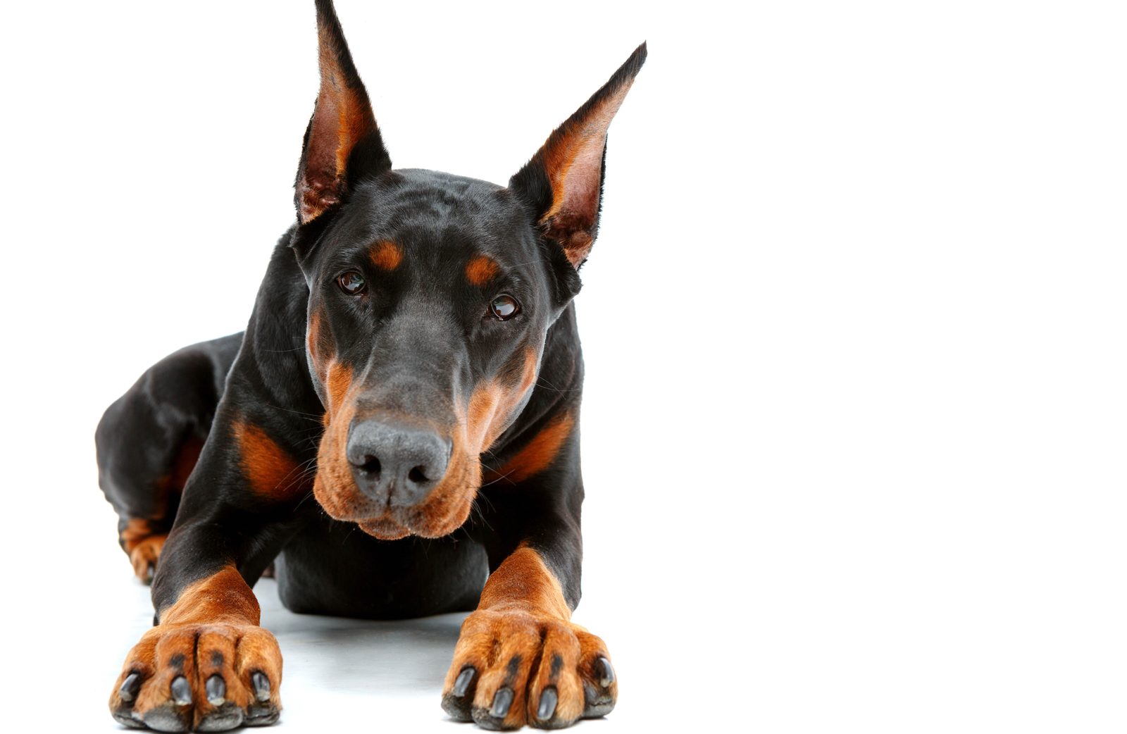 Dobermann