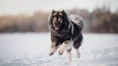 Eurasier