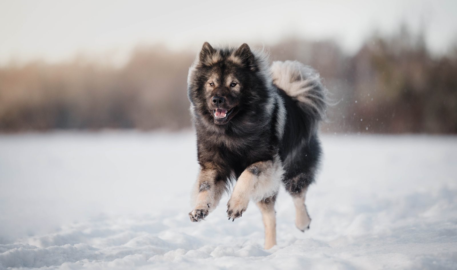 Eurasier