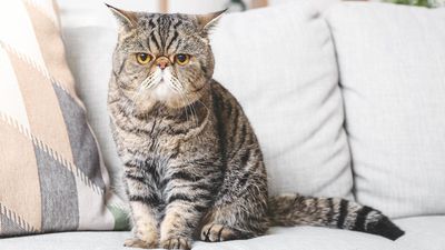 Exotic Shorthair