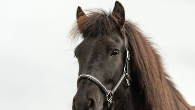 Isländer