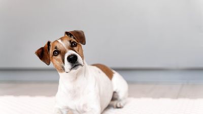 Jack Russell Terrier