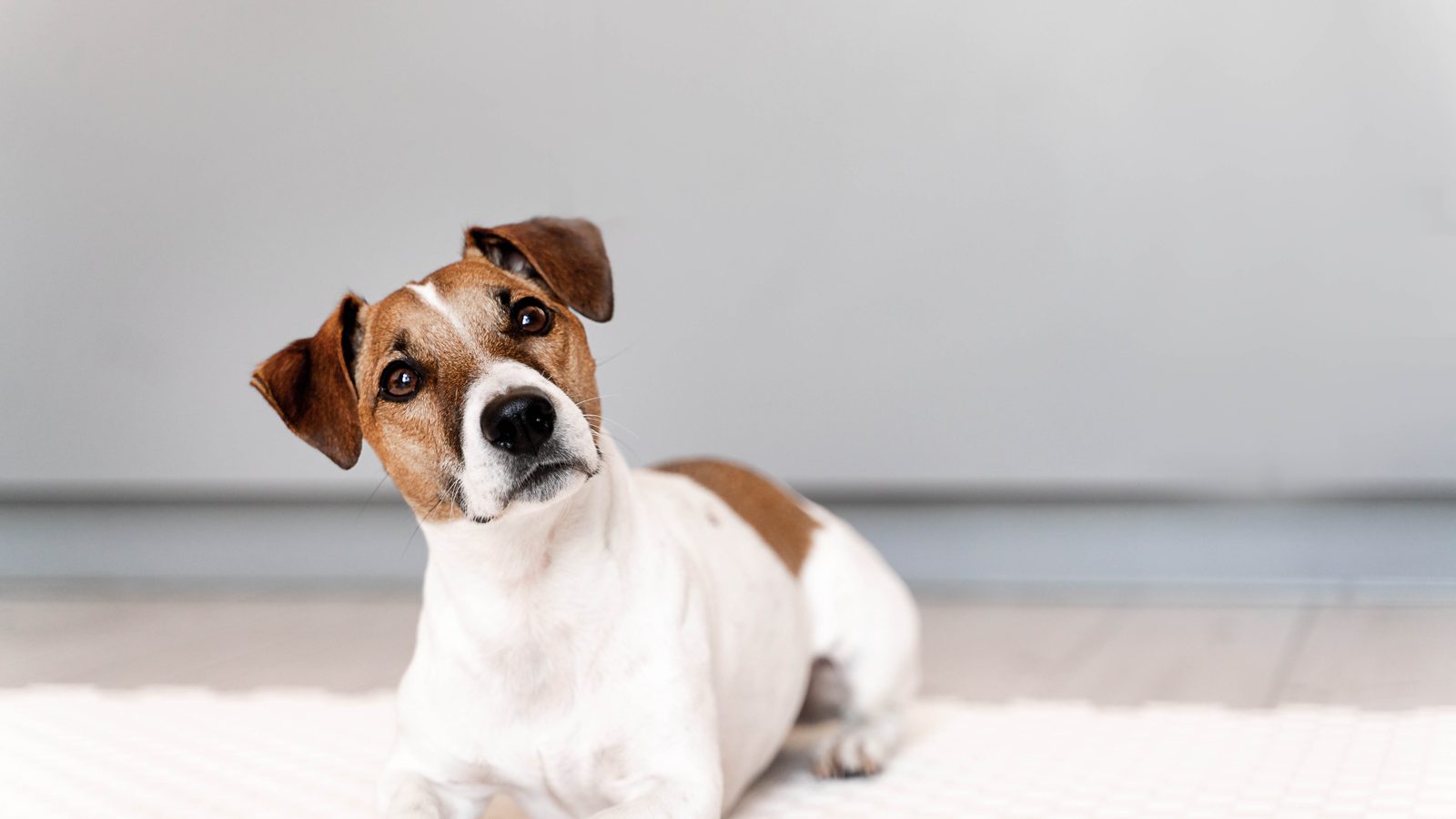 Jack Russell Terrier
