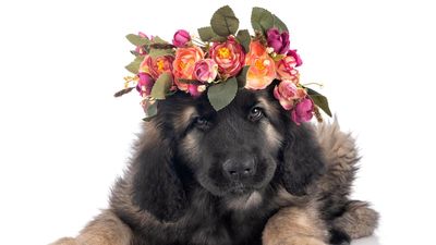 Leonberger
