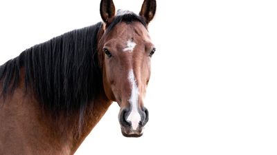 Lusitano