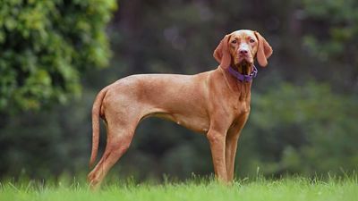 Magyar Vizsla