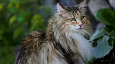 Norwegische Waldkatze