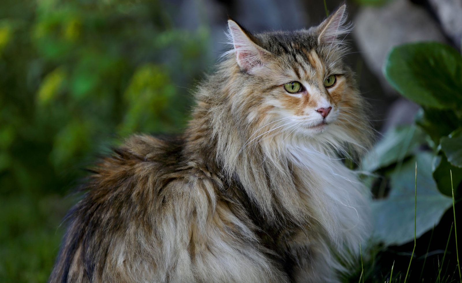 Norwegische Waldkatze