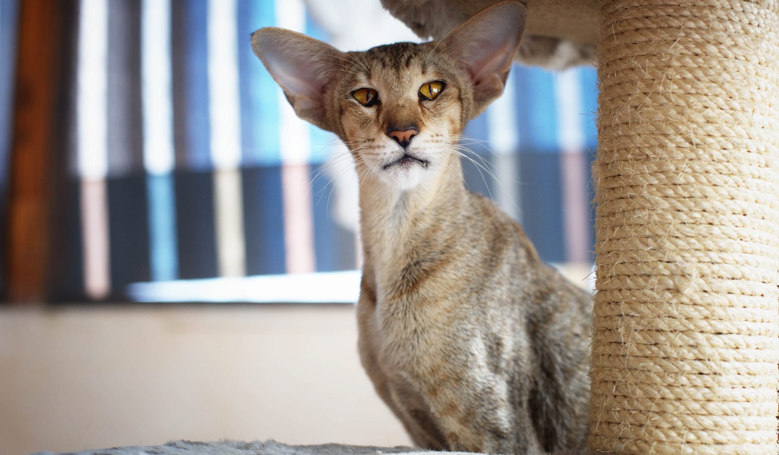 Oriental Shorthair