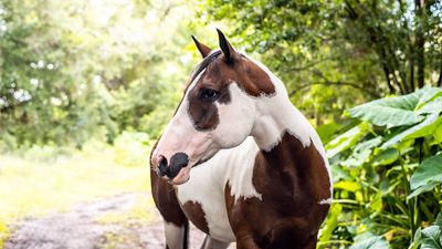 Paint Horse