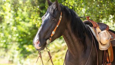Quarter Horse