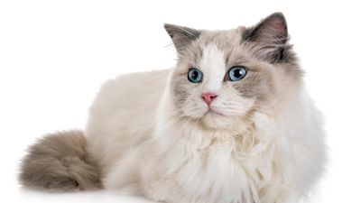 Ragdoll