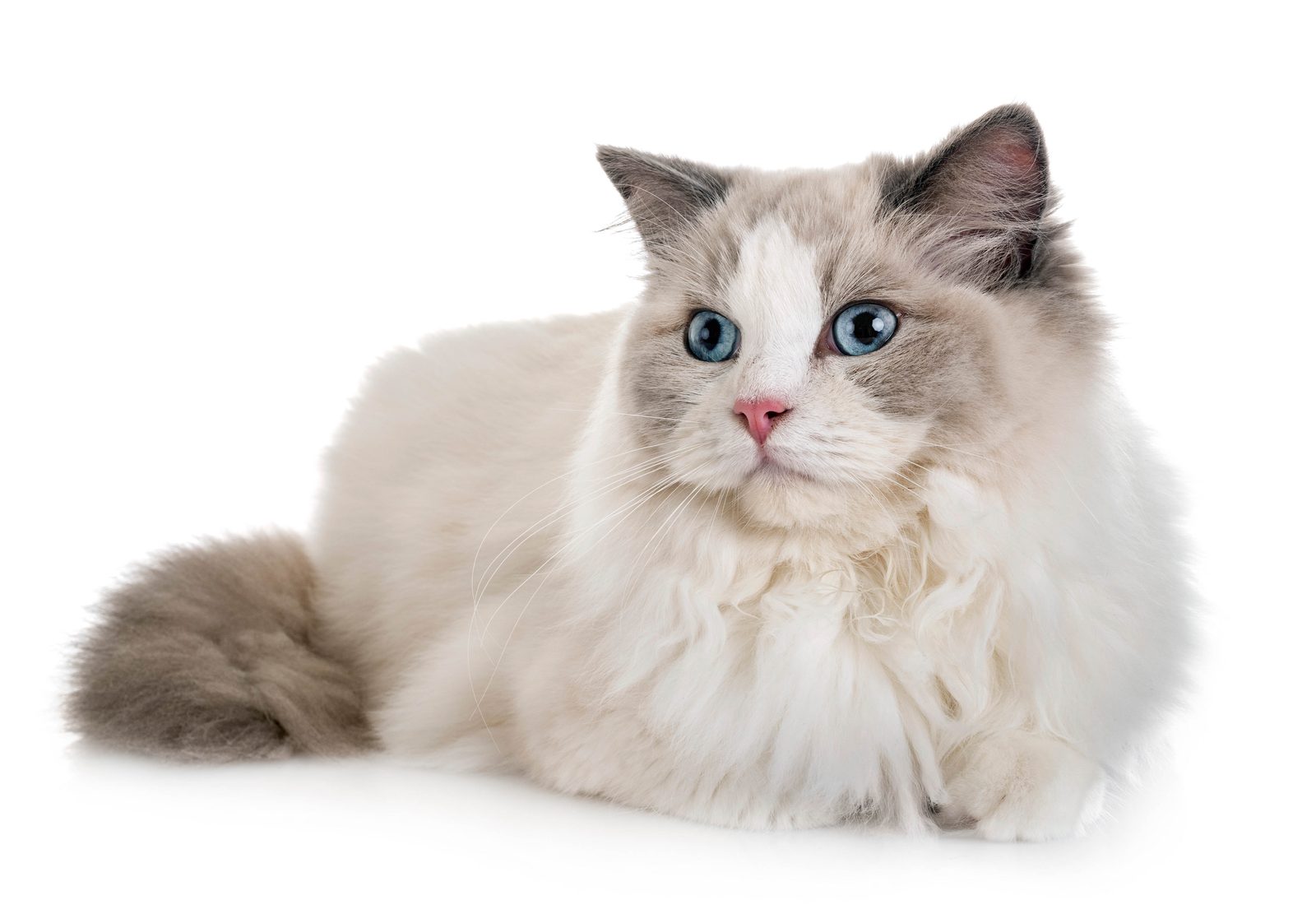 Ragdoll