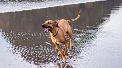 Rhodesian Ridgeback
