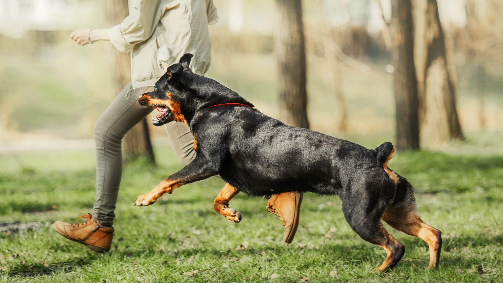 Rottweiler
