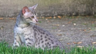 Savannah