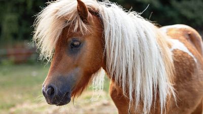 Shetlandpony