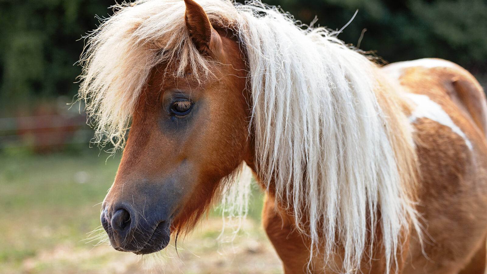 Shetlandpony