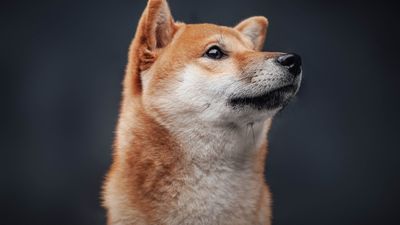 Shiba Inu