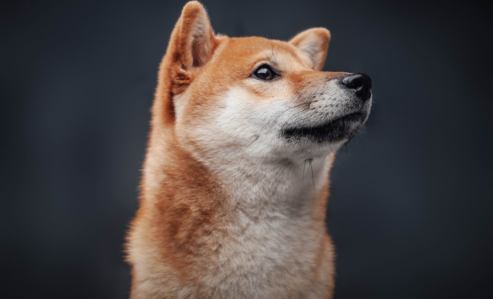 Shiba Inu