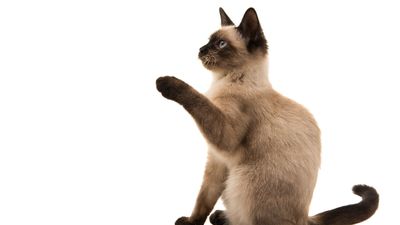 Siamkatze
