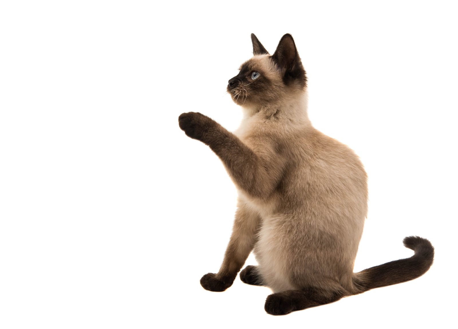 Siamkatze