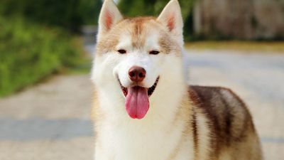 Siberian Husky